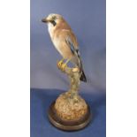 Taxidermy Interest - Study of a Jay upon a branch and turned oak stepped circular base, 36cm high
