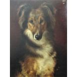Darwin Holdsworth Bartrop (British 1882-1947) half length study of a collie, oil on canvas laid onto