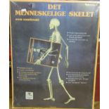 A paper/card kit model of a skeleton manufactured by Taco, Berlin in original packaging (1)