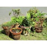 Eleven terracotta outsized flower pots and planters of varying size and design, mainly containing