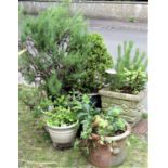 One lot of eight planters of varying size and design, some containing well established plants,