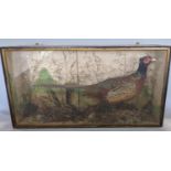 Taxidermy interest - stuffed and mounted cock pheasant in naturalistic landscape