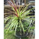 A galvanized tin hip bath containing a well established yucca, together with a further well