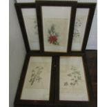 19th century continental school - set of five botanical studies including harebells, probably a hand
