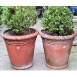 A pair of weathered terracotta circular tapered planters with moulded rims, containing box plants,