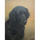 Florence Mabel Hollands (British 1877-1963) - Study of the head of a black flat coat retriever,