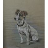 Marjorie Cox - Full length stdy of a seated white and tan Jack Russell dog, pastel on paper,