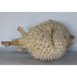 Taxidermy Interest - A Puffer Fish, 36cm long
