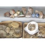 A large collection of fossils and stone finds, together with various ceramic eggs, etc