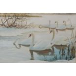 Hilary Burn SWLA (British B. 1946) - Mute Swans in Winter, gouache on paper, signed, with Patricia