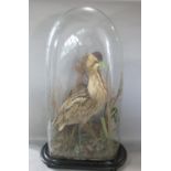 Taxidermy Interest - Good quality standing bittern in a naturalistic setting, under a large glass