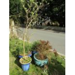 Four contemporary blue glazed garden planters varying size, design and colour shade (planted)