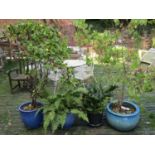 Three contemporary blue glazed planters of varying size and design containing well established