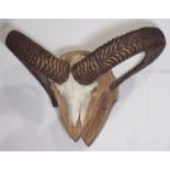 Taxidermy interest - mounted Ram's skull upon a deep oak plaque, 46cm wide