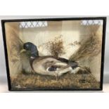 Taxidermy interest - A cased study of a mallard 55cm wide