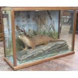Taxidermy Interest - A hardwood cabinet enclosing an otter on a simulated rock within a naturalistic