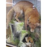 Taxidermy Interest - Good quality diorama of a fox, thrush and weasel in a naturalistic setting,