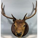 Taxidermy interest - mounted deer's head 55cm wide