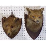 Taxidermy interest - two fox masks, upon oak shield backs (2)