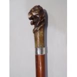 Malacca shafted walking stick with carved lion head knop