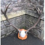 A pair of stag antlers with plaster skull cap mounted on a oak shield