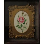 19th century school - Study of a pink rose, watercolour on paper, no visible signature, of oval