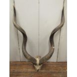 Taxidermy interest - a pair of kudu horns, amounted upon a partial skull, 110cm x 80cm