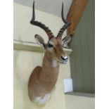 A mounted antelope head