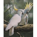 Adrian C Rigby (B.1962) - 'Cockatoo's, Lesser Sulpher Crest', signed, inscribed Alexander Gallery