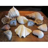 A collection of exotic seashells and geological specimens