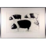 Jack Ellison, Saddleback pigs, pen and ink, initialled and signed on reverse, 53 x 41 cm, framed.