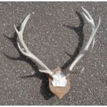 Pair of Deer stag antlers with wall mounting plaque