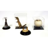 Taxidermy interest ? A puffer fish (in perspex box 10 cm square), a bat, small set of antlers and