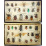 Two Vintage insect/bug display cases with numerous specimens, each labelled for identification,