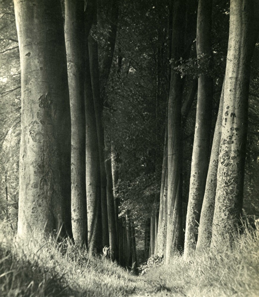 MAN RAY - La forêt - Original vintage photogravure