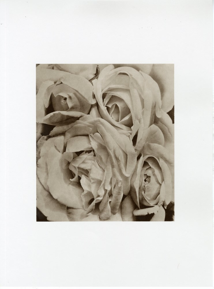 TINA MODOTTI - Roses, Mexico - Original photogravure