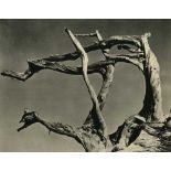 EDWARD WESTON - Cypress, Point Lobos, California - Original vintage photogravure