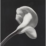 ROBERT MAPPLETHORPE - Calla Lily, 1984 (#1) - Original vintage photogravure