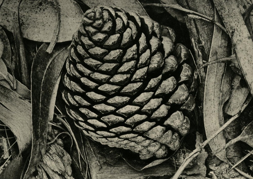 ANSEL ADAMS - Pine Cone and Eucalyptus Leaves, San Francisco, California - Original vintage photo...