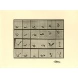 EADWEARD MUYBRIDGE [d'apres] - Bird in Flight - Original photogravure