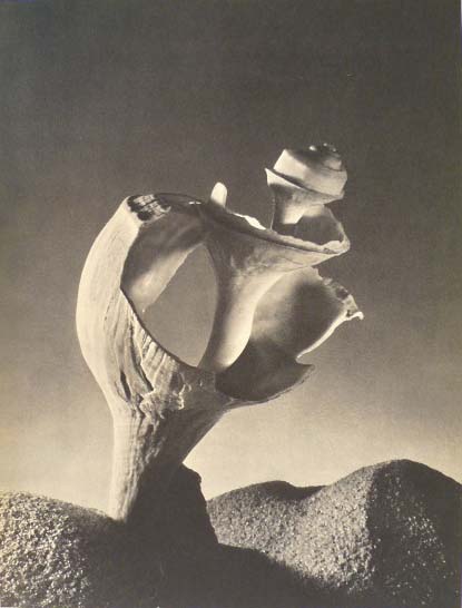 RUTH BERNHARD - Seashell - Original vintage photogravure