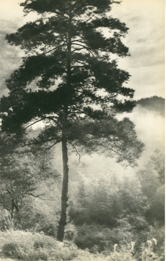 CHIN-SAN LONG [lang jingshan/lang ching-shan] - Brouillard du matin - Original vintage photogravure