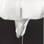 ROBERT MAPPLETHORPE - Calla Lily - Original vintage photogravure