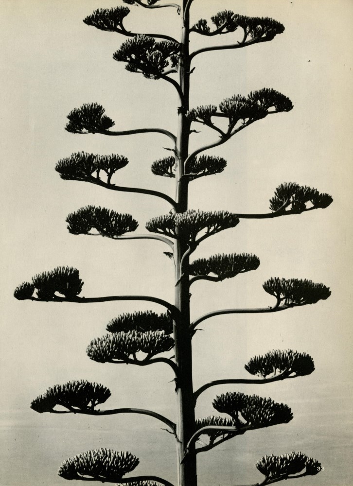 BRETT WESTON - Century Plant - Original vintage photogravure