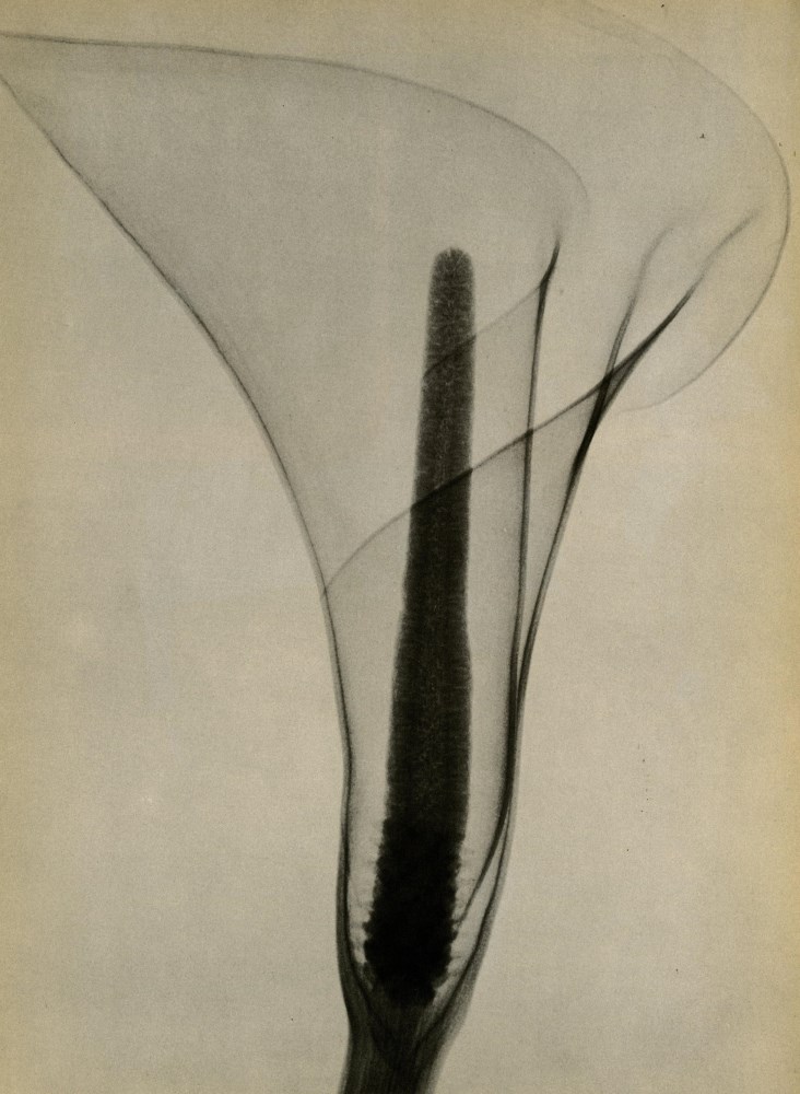 DAIN L. TASKER - X-ray of a Lily - Original vintage photoengraving