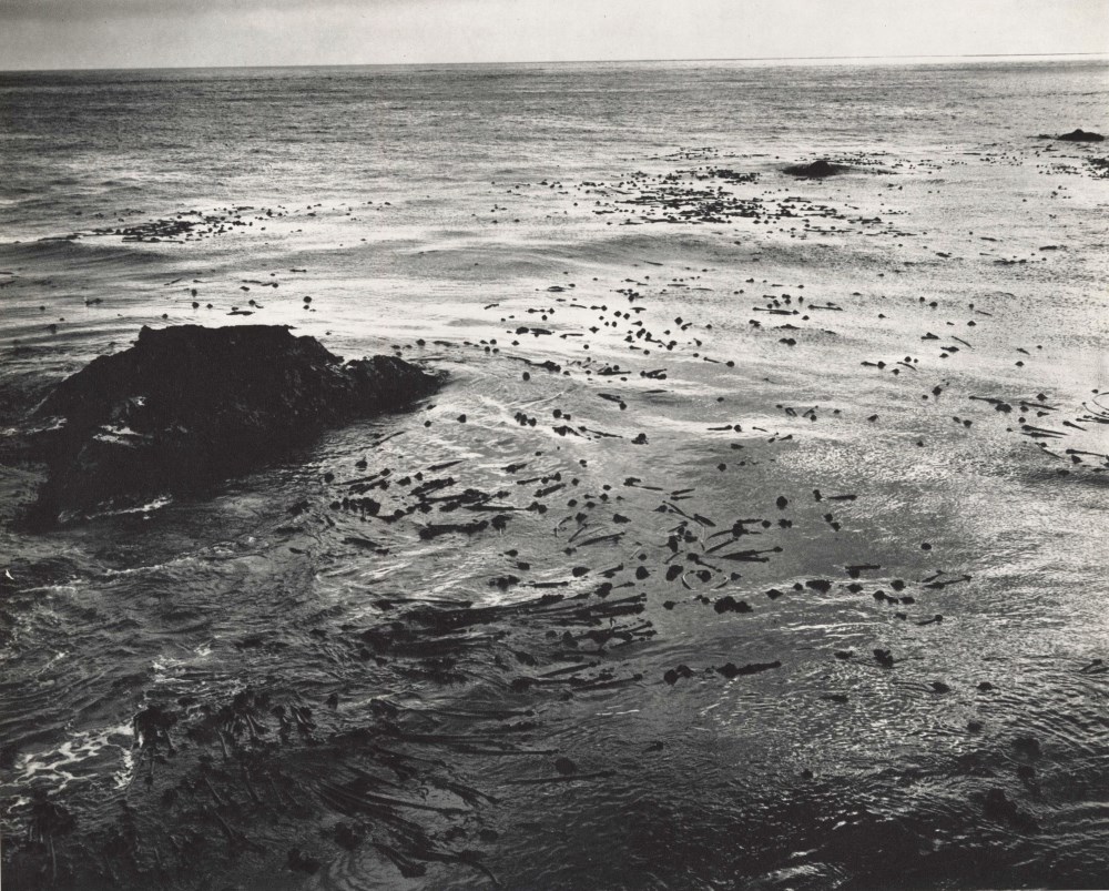 EDWARD WESTON - Sea and Kelp - Original photogravure