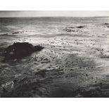 EDWARD WESTON - Sea and Kelp - Original photogravure