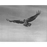 ELIOT PORTER - Sea Hawk, Big Sur - Original vintage photogravure