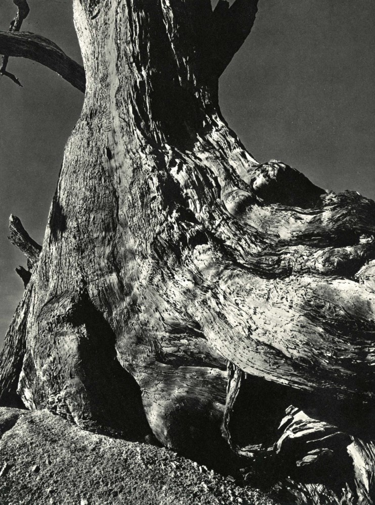 EDWARD WESTON - Tree Trunk - Original vintage photogravure