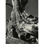 EDWARD WESTON - Tree Trunk - Original vintage photogravure
